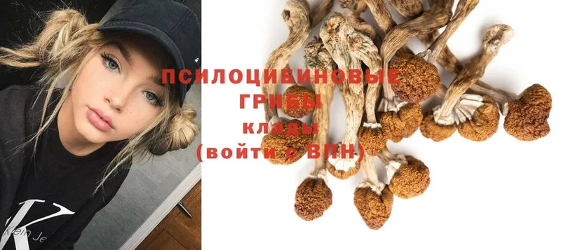 Псилоцибиновые грибы Magic Shrooms  закладка  Западная Двина 